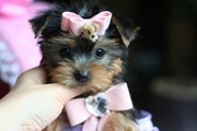 Certify  Male and Female Yorkie Puppies 